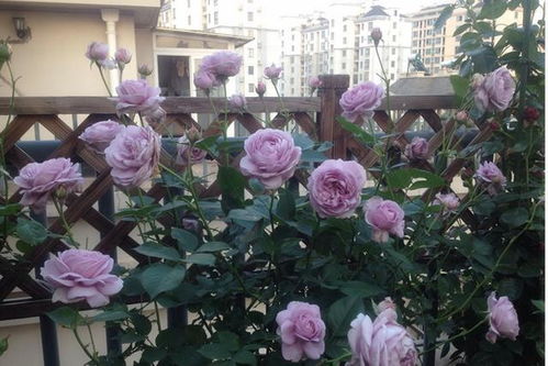 紫色阳台：微型月季中的经典