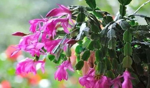 风仙花家庭养殖，这样养保证花开不断