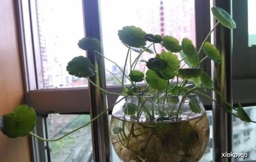 盆栽浇水的频率与技巧