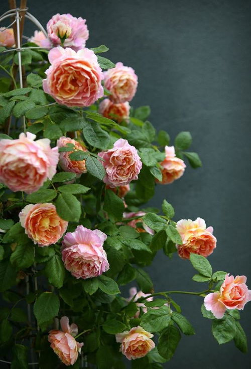 汤姆卡鲁斯的月季育种之路