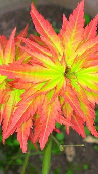 黄金枫：金色的梦幻