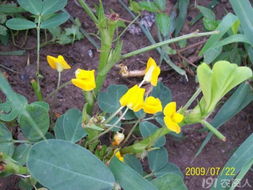 花生花期何时绽放