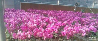 新鲜血液：新品种的花儿们