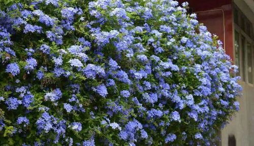 1. 春天四月，修剪时机