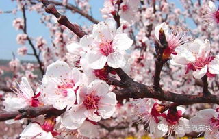 杏花谷，春日里的后花园