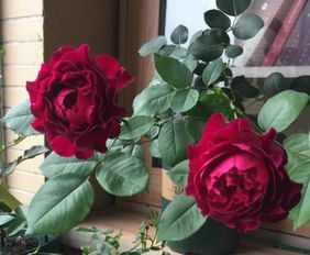 花期长，美不胜收