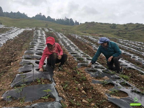 品质碾压是硬道理