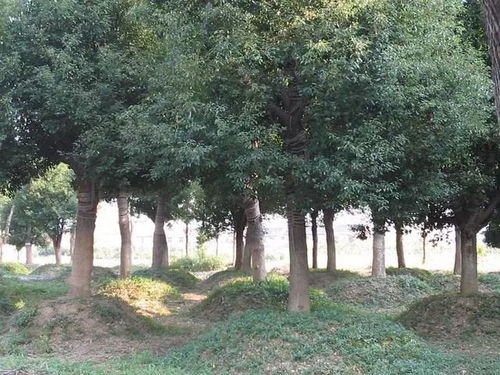 香樟树种植最适合使用什么类型的肥料