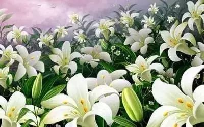 百合花的文化含义及其传承在现代社会有哪些体现和影响