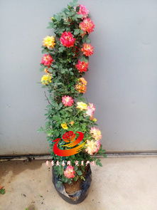 橙色派对月季的璀璨绽放