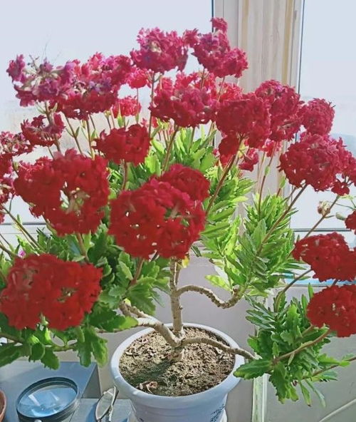 高贵花卉的独特之美体现在哪些方面
