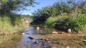 鳑鲏鱼：水中的小清道夫