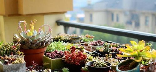 5. 马齿苋：菜市场2元买把带根的， 插土里三天生根，凉拌吃回本速度堪比理财产品