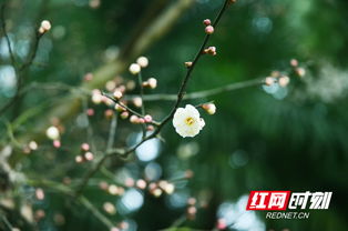 地理位置与气候条件