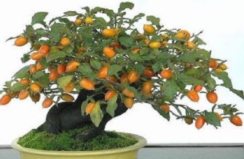 金弹子树桩无根的存活之道