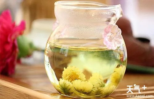 猫能喝菊花茶水吗？这些危害你可能不知道