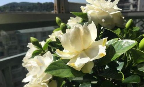 栀子花叶子发黄怎么办？试试这些小偏方