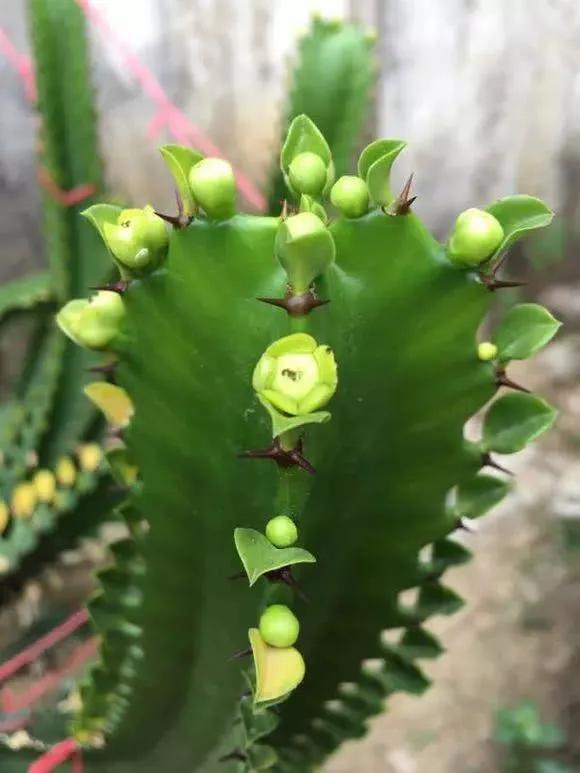 猕猴桃开花规律？啥时开花最盛