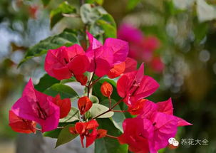 紫薇花种子的种植心得：我的“紫薇林”之旅