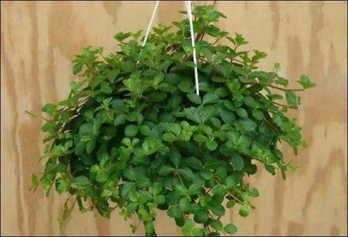 绿色盆栽市场火热， 防辐射效果有限