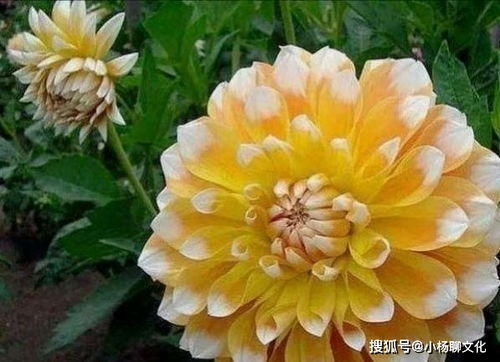 大丽花球冬天怎么保存？避免冻伤是关键
