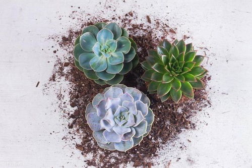 仙人掌种植土壤配方中，泥炭土和珍珠岩比例多少最适宜