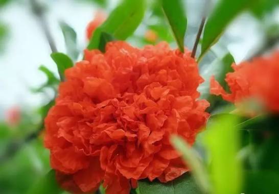 品种选择：既要美观又要效益