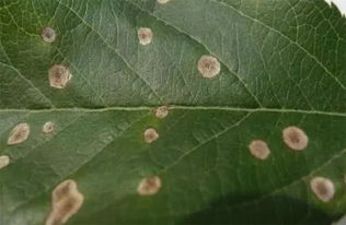 防治病害， 有妙招