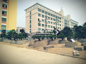 金华苗木市场的春天