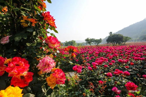 赏花指南， 别走错