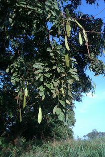 寻找羽毛状叶子的树木