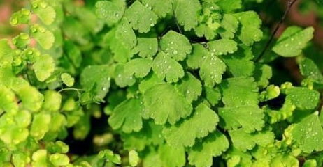 一、 探索适合南方湿热环境的花卉