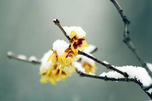 繁殖方法大揭秘