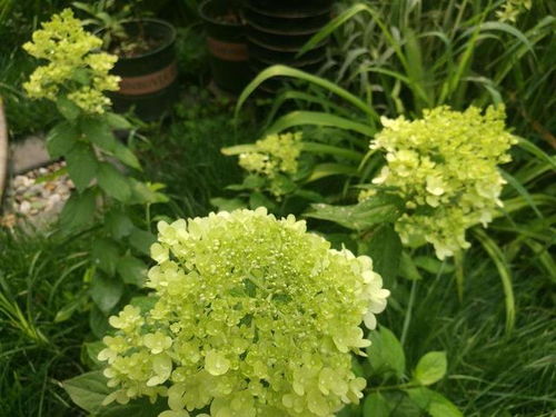 四大绿色花球真身揭秘