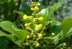 阴雨绵绵， 这些耐阴植物来帮忙