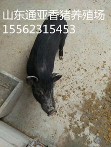 巴马小香猪市场前景广阔，是一种新兴的优质肉猪品种