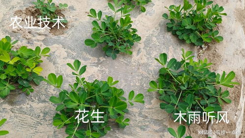 下雨后使用除草剂的注意事项