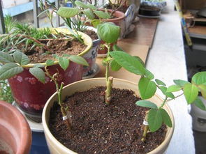 玫瑰花发芽后的浇水方法