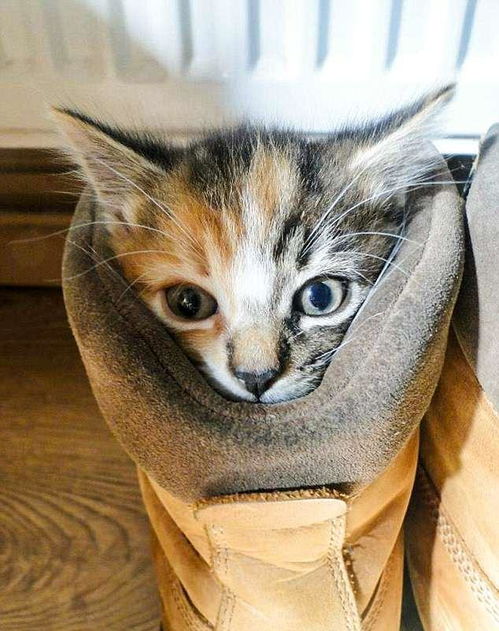 猫咪误食杀虫剂，凶险程度大不大？