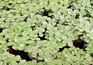 碰碰香，那个香喷喷的小家伙