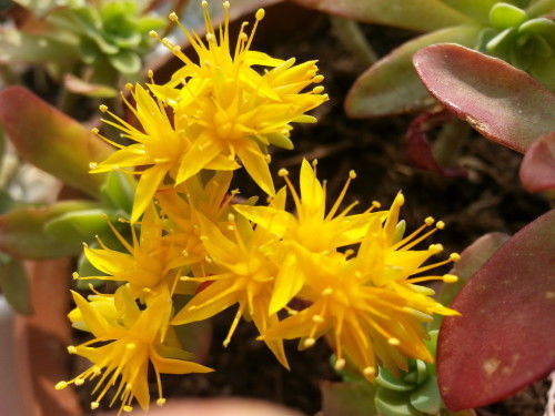 金盏花的秘密生活