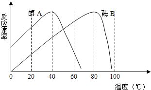 薏米亩产揭秘：2025年产量预测与种植技术全解析
