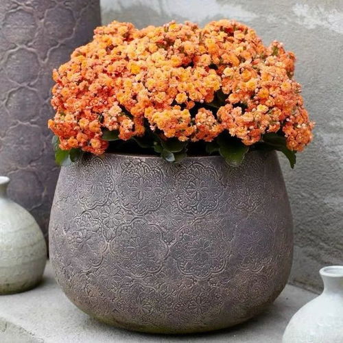 长寿花养殖：光照充足
