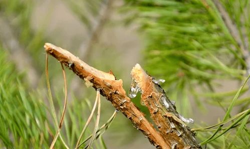 松树的多样性与分布