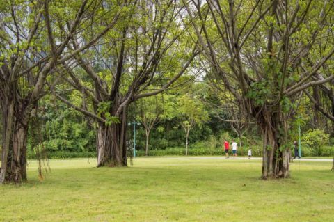 广州珠江公园的养护秘籍