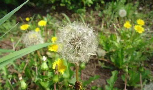 艾叶草简易养殖指南：轻松养护，快速成长！