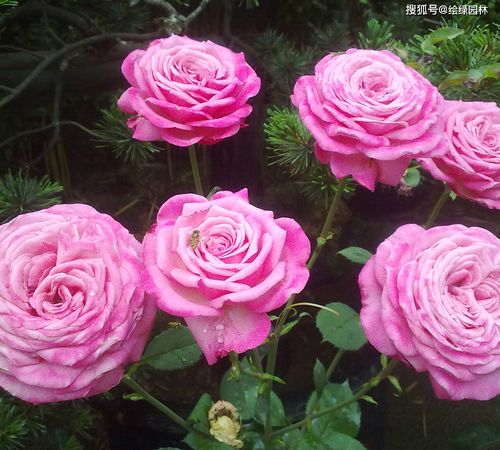 1. 选择排水良好的土壤