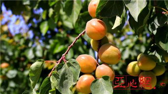 杏子成熟时啥样子？