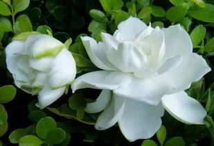 栽培：扦插和压条， 根系要舒展