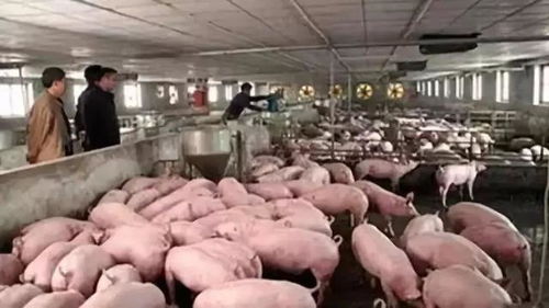 养猪场疫情应对：严格消毒